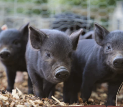 Screenshot 2024-10-17 at 11.04.36 16